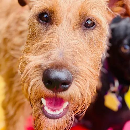 Smiling Brown dog 